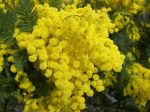 March_8_mimosa_flower